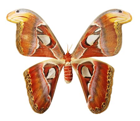 Butterfly on a white background, (Attacus atlas), (isolated)の写真素材