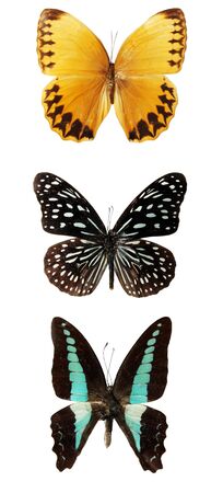 Butterfly on a white background, (isolated)の写真素材