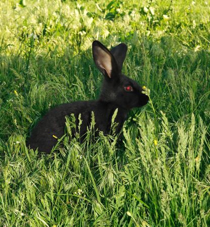 Black amusing rabbit on green grass backgroundの写真素材