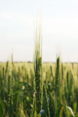 Green wheat field on a background cloudy skyの写真素材
