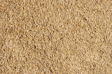 texture, background of Wheatの写真素材