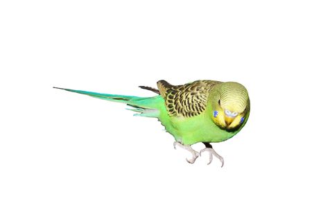 Green wavy parrot on a white backgroundの写真素材