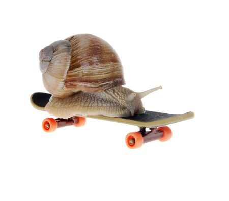 Snail on a  skateboard on the white backgroundの写真素材
