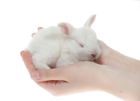 little rabbits in the hands of the white background. (isolated)の写真素材