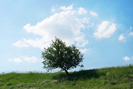 tree on the background of the cloudy sky