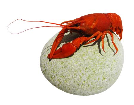 Boiled red cancer in marine rocks on the white background                               の写真素材