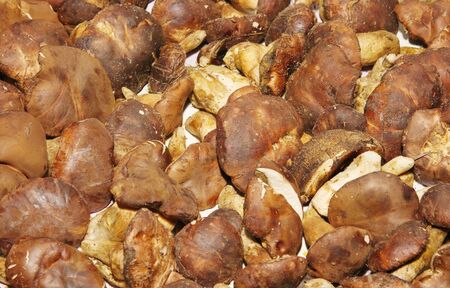 Texture of Polish mushroom (Xerocomus badius).の写真素材