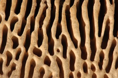 Texture agaric macro, mushroom, backgroundの写真素材
