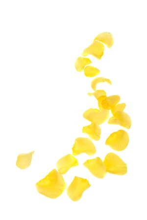Yellow rose petals on the white backgroundの写真素材