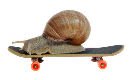 Snail on a  skateboard on the white backgroundの写真素材