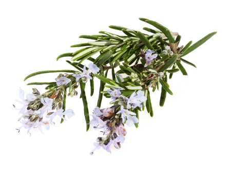 branch of rosemary with flowers on the white background (Rosmarinus officinalis L.)の写真素材
