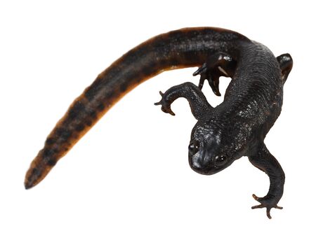 Newt on the white background (Triturus vulgaris)の写真素材