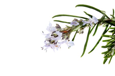 branch of rosemary with flowers on the white background (Rosmarinus officinalis L.)の写真素材