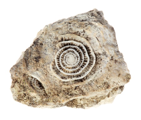 Stone with old fossilized seashells on the white backgroundの写真素材