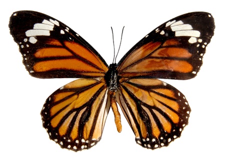 Butterfly on the white background, (isolated) (Danais plexippus)の写真素材