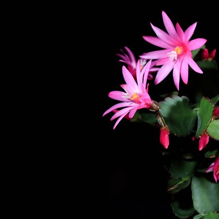 Epiphytic cactus bloom on the black background  Schlumbergera の写真素材