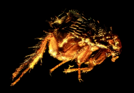 flea under the microscope  Siphonaptera の写真素材