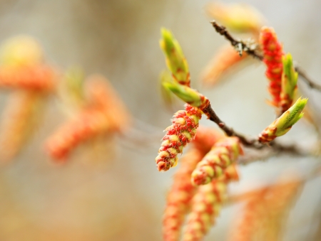 Birch buds in springの写真素材