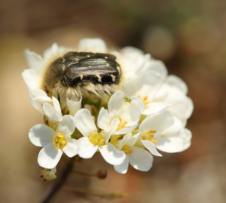 Chafer beetle mourning on the petal of a flower  Oxythyrea funesta  の写真素材