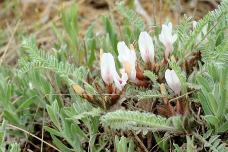 Blooming astragalus in the steppe on a hurricane, Rostov region, Russia.の写真素材