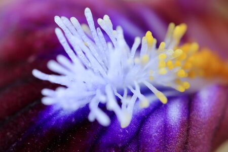Macro stamens of a flower. irises.の写真素材