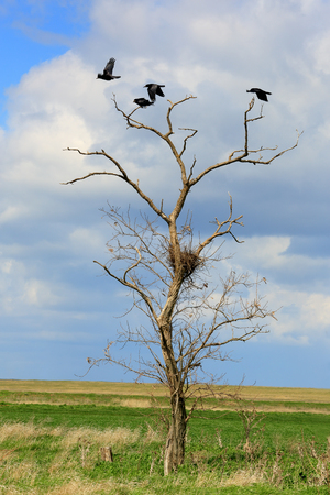 Rooks sit in the trees in the steppe, Rostov region, Russia.の写真素材