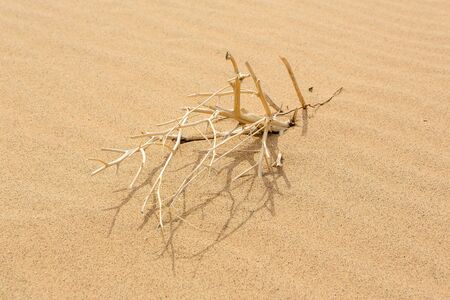 Dried small tree in the Gobi Desert, Mongolia.の写真素材