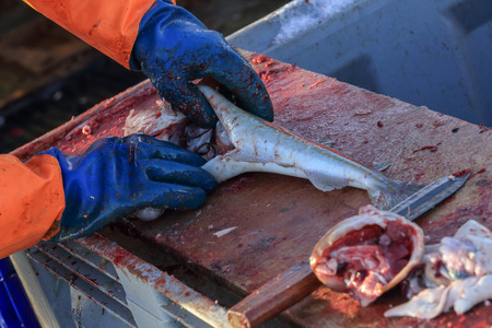 Cleaning fish on the fishing schooner.の写真素材