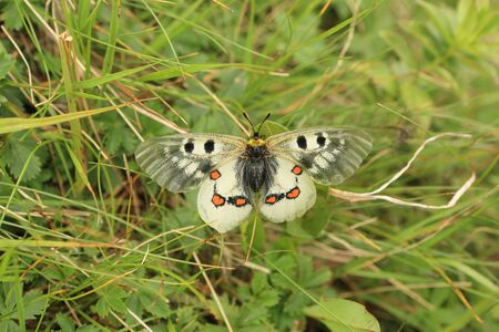 Butterfly on a background of green grass (Genus Parnassius)