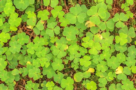 Green Oxalis oregana texture, background (Oxalis oregana)