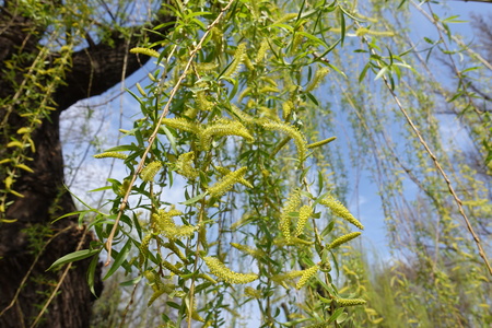 Pendulous branchlets of Salix babylonica in springの写真素材