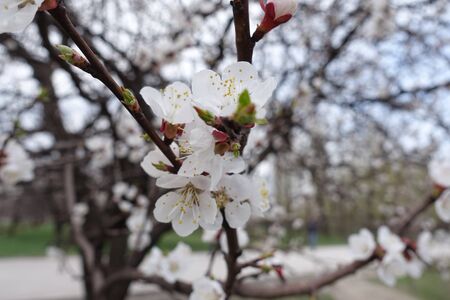 Bunch of white apricot flowers in springの写真素材