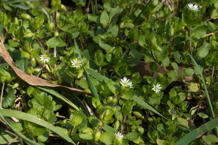 Close up of white flowers of maruns in the grassの写真素材