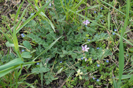 Pink flowers of pinweed and blue flowers of field speedwellの写真素材