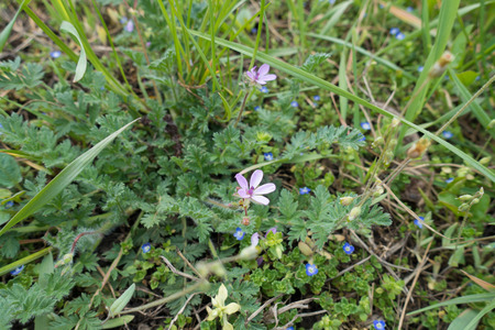 Small pink flowers of redstem storks billの写真素材