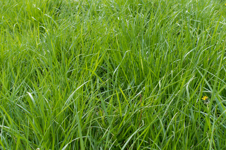 Tall lush green grass in spring