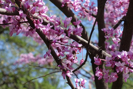 Branches of cercis canadensis with lots of flowers