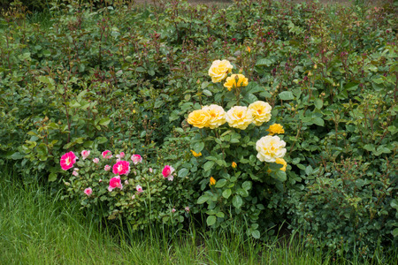 Golden yellow and deep pink flowers of garden rosesの写真素材