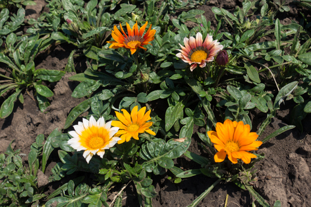 Bright colorful flower heads of Gazania rigensの写真素材