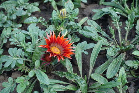 Large daisy-like composite flowerhead of Gazania in brilliant shades of redの写真素材