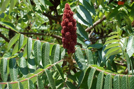 Dense cluster of dark red fruits of Rhus typhina
