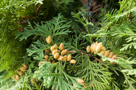 Seed cones of Thuja occidentalis in septemberの写真素材