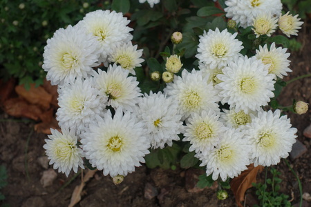 Creamy white flowers of Chrysanthemum from aboveの写真素材