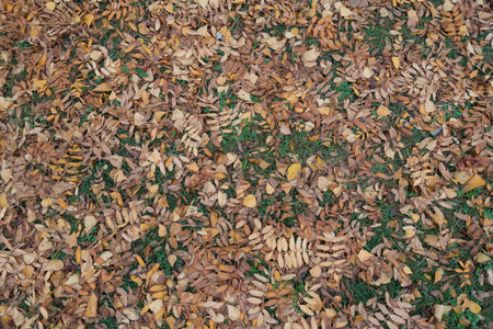 Fallen leaves of rowan and birch in the grassの写真素材