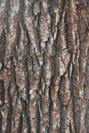 Black poplar bark texture with dry moss and lichen