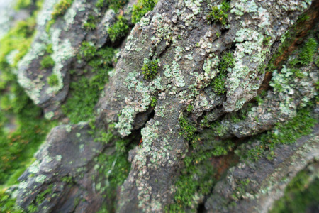 Closeup of bark with moss and lichen