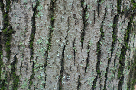 Grey bark with cracks, moss and lichen