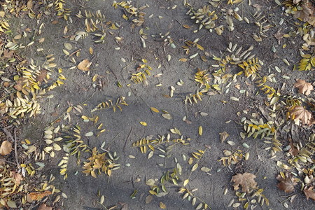 Fallen leaves of pagoda tree and maple on the ground