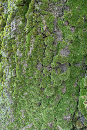 Surface of bark of silver poplar with green mossの写真素材
