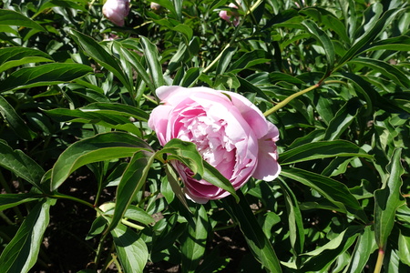 Big pink flower of peony among green leavesの写真素材